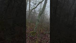 Schon gesehen? 👀 Jetzt auf YouTube: Copterpro Drückjagd – erster Tag🐗🌿 #copterpro