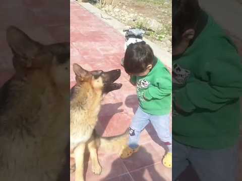 Dog Biting Attack on Baby #animals #shorts #clips