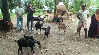 পিপিআর টিকা প্রদান ক্যাম্প