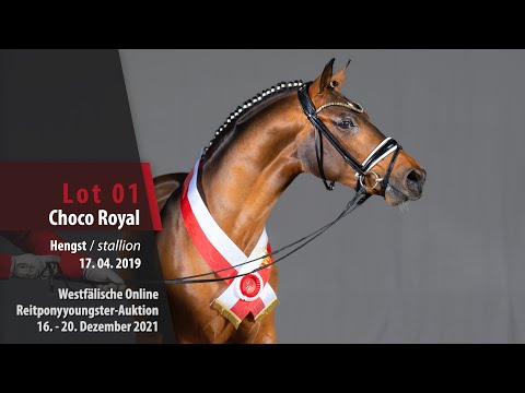 Online Reitponyyoungster-Auktion Lot 01 Choco Royal Hengst v. DSP Cosmo Royale - Chantre B