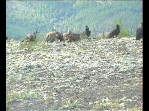 Muladar de Descargamaría, Sabado 28-09-09 I