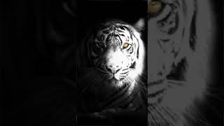 Download lagu story wa macan putih mp3 Download lagu story wa macan putih mp3