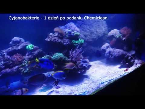 Cyjanobakterie - chemiclean dzień po dniu