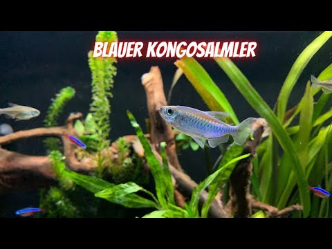 Blauer Kongosalmler | Phenacogrammus interruptus | Eckdaten | Informationen | Vorstellung | 4K