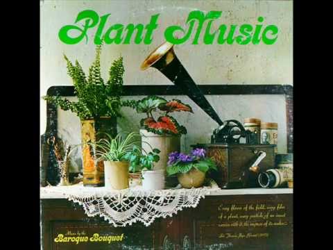Plant Music -  Silver Queen