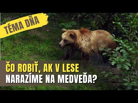 TÉMA DŇA - Medvede aj v našom okolí