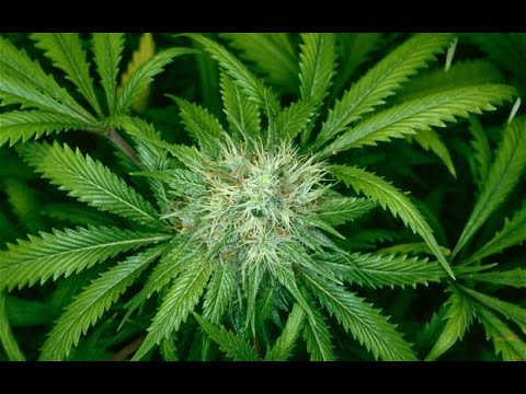Jean-Claude Rémy - Cannabis (Paroles & musique)