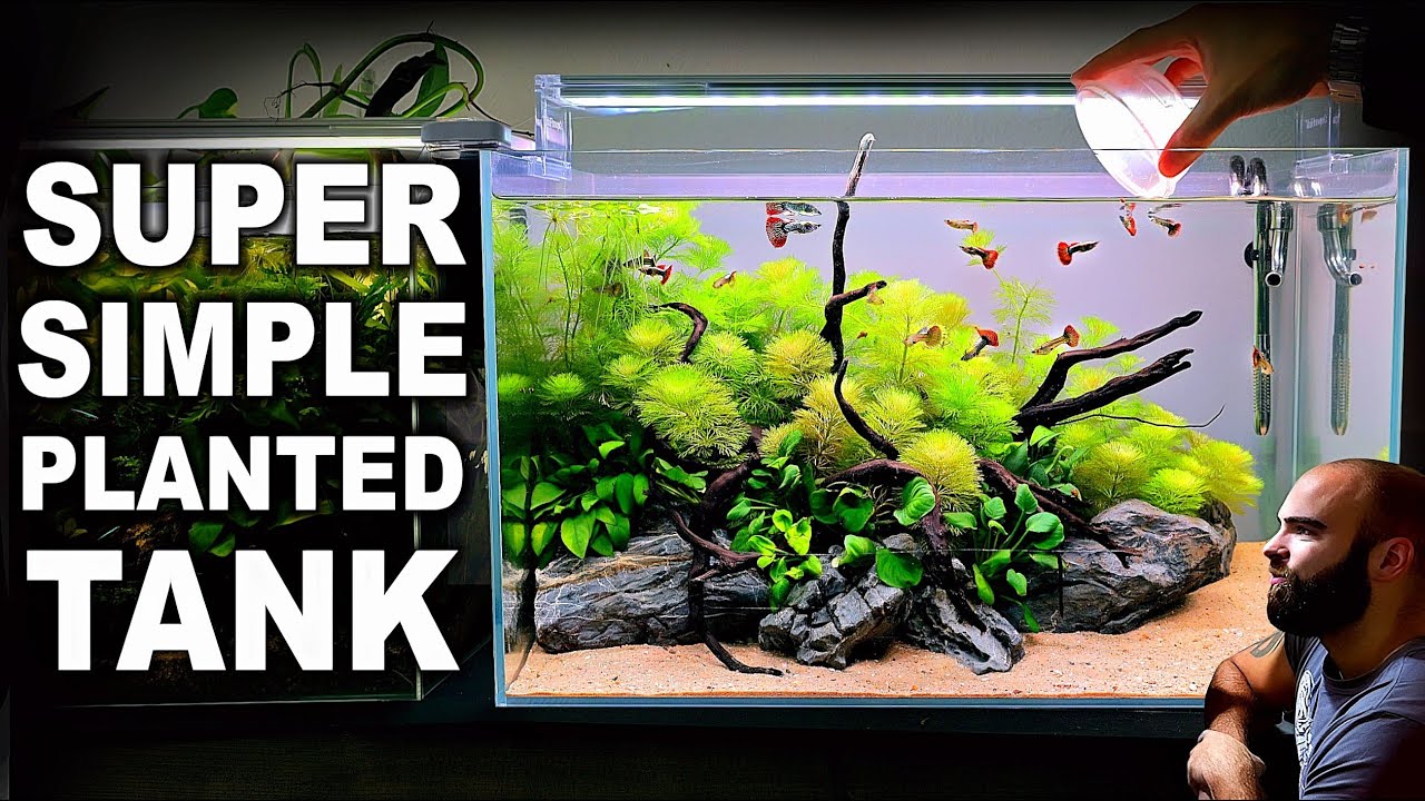 How To Make Your First Planted Tank (EASY STEP BY STEP AQUASCAPE TUTORIAL)