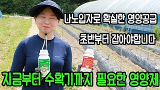 고추재배 수확 끝까지 필요한 영양제 (탄저병까지 도움주는)