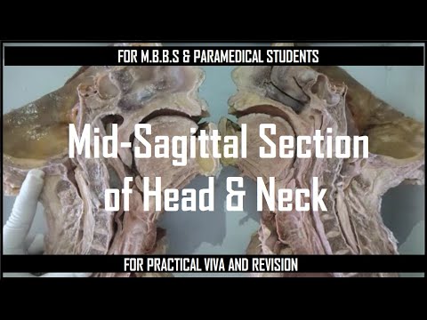 Mid-sagittal section of Head and Neck || only for exam revision #mbbsexams #anatomy