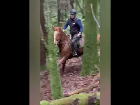 Ideal Hunt horse 9 yr old - Image 2