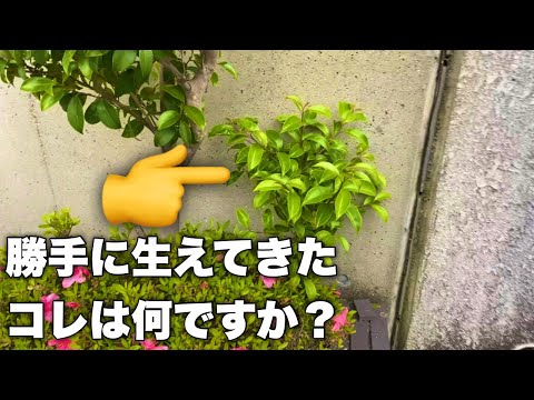 ツゲの木の侵入を 3 つのステップで排除する トピックス