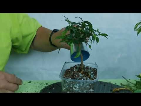 Zwei Fikus Benjami aus dem Baumarkt zu künftigen Bonsai vorbereiten.