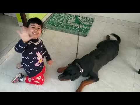 Vedanshi's 7 month Rottweiler 🐕‍🦺