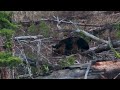 Black Bears Fighting