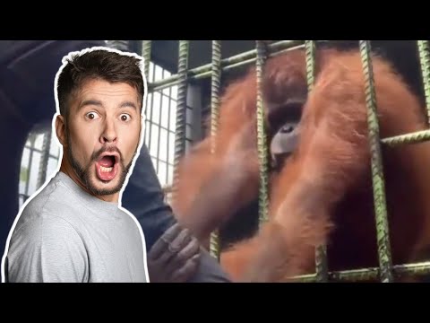 HORROR Moment When Orangutang Grabs Man By The Shirt (reaction)
