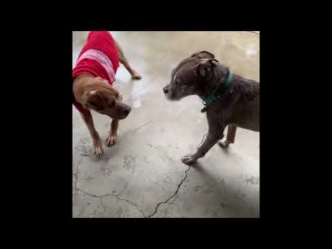 CORNBREAD (Blind Senior), an adoptable Pit Bull Terrier & Treeing Walker Coonhound Mix in Pasadena, CA_image-1