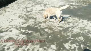 preview picture of video '9Months Labrador Retriever Rosy Maxi'