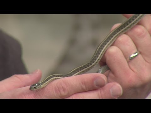 Two Garter Snake Species Get Endangered Species Act Protection