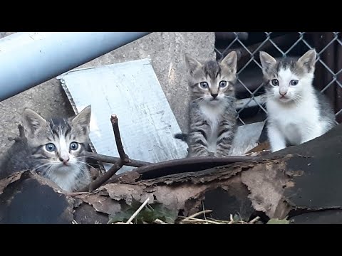 How to socialize older kittens outdoors