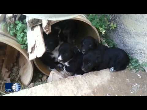 Veda fitominy per i cani per la composizione congiunta Dolore giusta temperatura 37