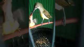Download lagu #burung #pijantung loloh anakan #pijantungpisang mp3