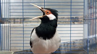 Download lagu Jalak Suren Gacor Full Isian Mewah Ampuh Buat Pancingan Jalak Suren Muda agar Mompa Gacor Full Isian mp3