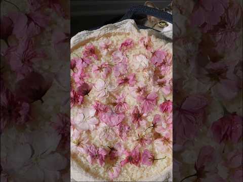 Pink and Sweet Sakura Wine 🌸🍶 (4 ingredients only, ready in 3 days)