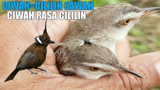 Download lagu CIBLEK SAWAH GACOR MATERI CILILIN || ciwah = CILILIN SAWAH mp3 Download lagu CIBLEK SAWAH GACOR MATERI CILILIN || ciwah = CILILIN SAWAH mp3