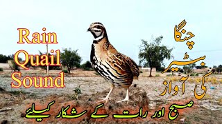 Download lagu Rain quail sound | چنگا بٹیر کی آواز | subah shekar k leye batair ki awaz mp3