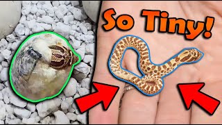 A RUNT Hognose Snake Hatched  :/ by Snake Discovery