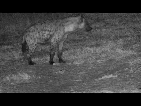 Djuma: Two Hyenas in for drink - 19:49 - 07/07/18