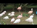 Lesser Flamingos At Southwick S Zoo Mendon Massachusetts