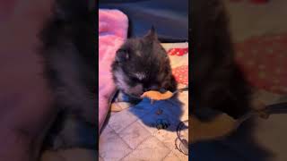 キャワ