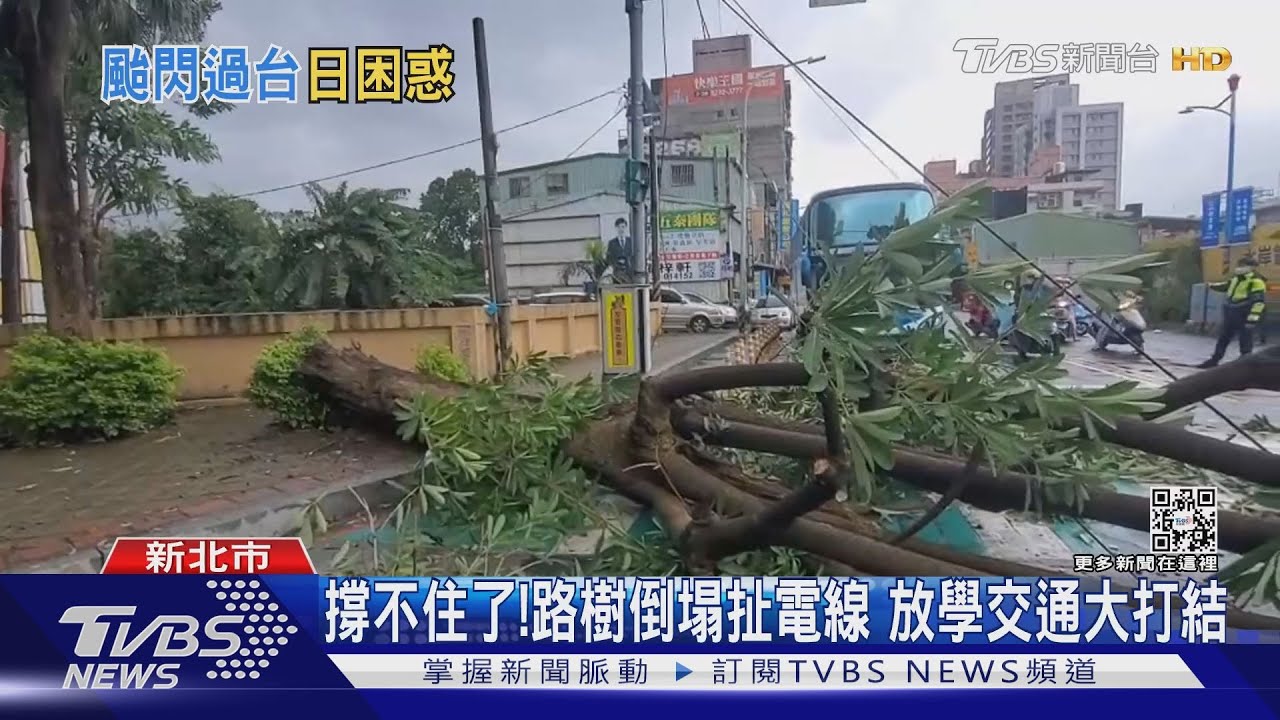 撐不住了! 路樹倒塌扯電線 放學交通大打結