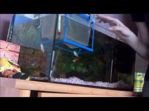 comment nettoyer aquarium poisson rouge