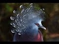 Nikon Behind the Scenes: A New Perspective on Bird Photography