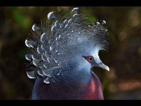 Nikon Behind the Scenes: A New Perspective on Bird Photography