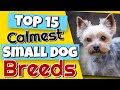 Top Small Dog Breeds for Families with Kids