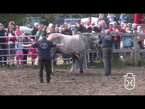 NF092 Hengstfohlen von Adagio de Talma   Colman   Calato Apple Geräte HD Höchste Qualität
