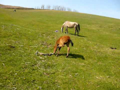 Minunatii minji -Vanatori Iasi- pe toloaca.MOV