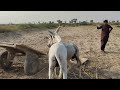 Donkey Meeting With Big Mohra Donkeys New York Roster 2022