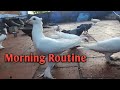 Morning Routine Of My Pigeon Purakalai Noyil Irunthu Pathukapathu Eppadi