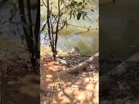 Terrifying moment saltwater crocodile stalks fisherman