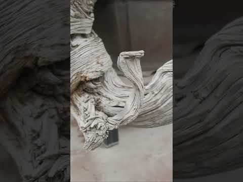 サイプレス ジュニパー、ロッキー マウンテン ジュニパー 植物