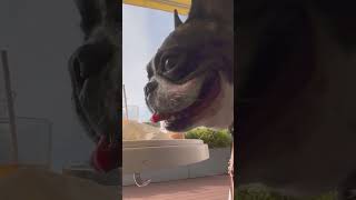 お台場で映えワンコ🐶#shorts 　　　　　　　　　　　　　　　　　　　　　　　　　"Photogenic Dogs in Odaiba"