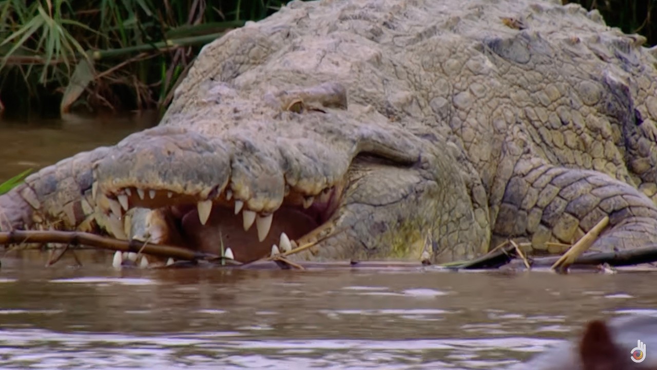 Burundi Deadliest Crocodile