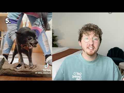 Top 5 Dogs of the Week!