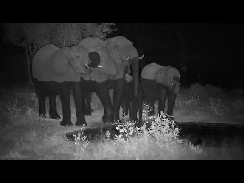 Djuma: Elephant herd getting night time drink - 22:13 - 05/12/20