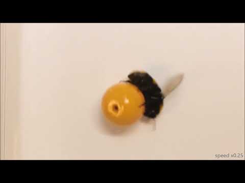 First-ever study shows bumble bees 'play'